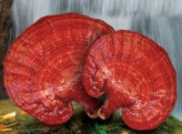 Ganoderma