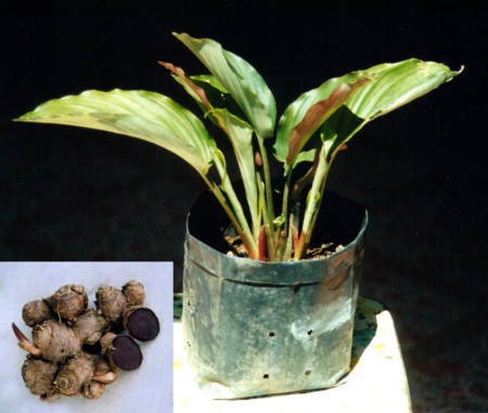  Kaempferia parviflora, fekete kínai gyömbér 