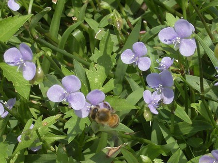 Murdannia loriformis, pekingi fű 