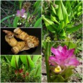 /album/gyogynovenyek/curcuma-zedoaria-jpg/