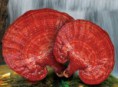 Ganoderma